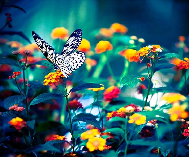 Butterfly on Flowers — Blue