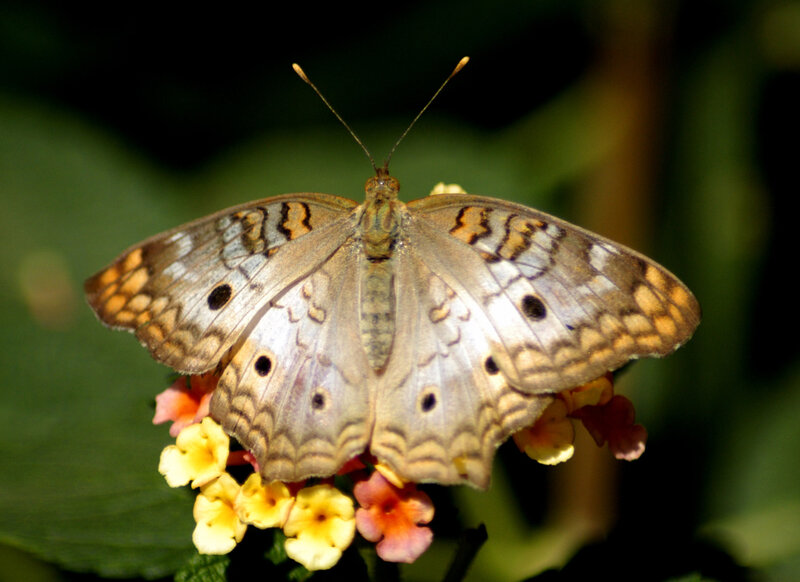 Butterfly on Flowers — Brown, Calm