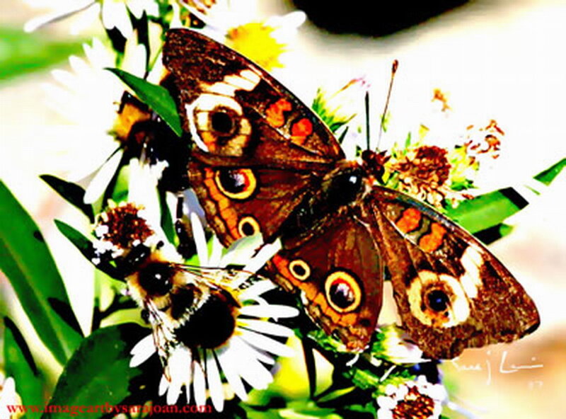 Butterfly on Flowers — Brown, Natural