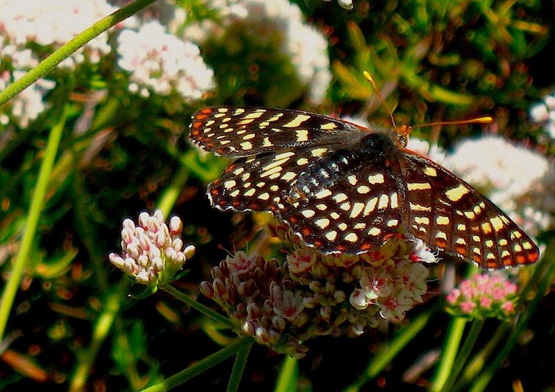 Butterfly on Flowers — Brown