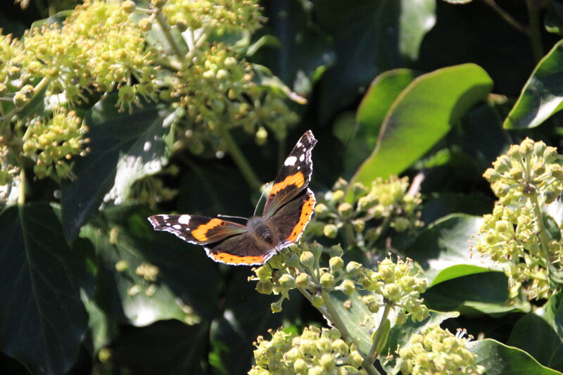 Butterfly on Flowers — Green, Calm, Afternoon, Photograph