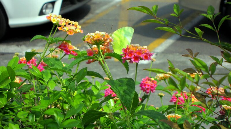 Butterfly on Flowers — Green, Calm, Afternoon