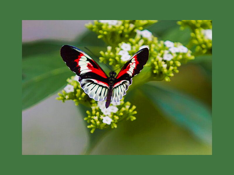 Butterfly on Flowers — Green, Calm, Photograph