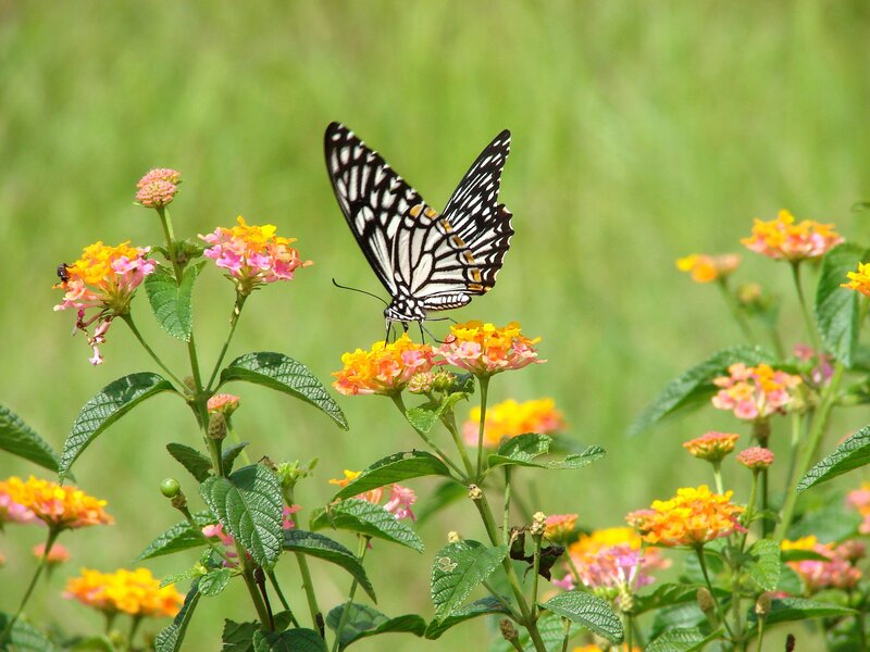 Butterfly on Flowers — Green, Calm