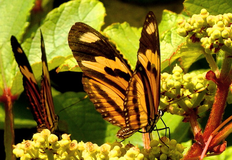Butterfly on Flowers — Green, Natural