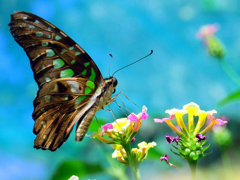 Butterfly on Flowers — Green, Serene, Afternoon, Photograph
