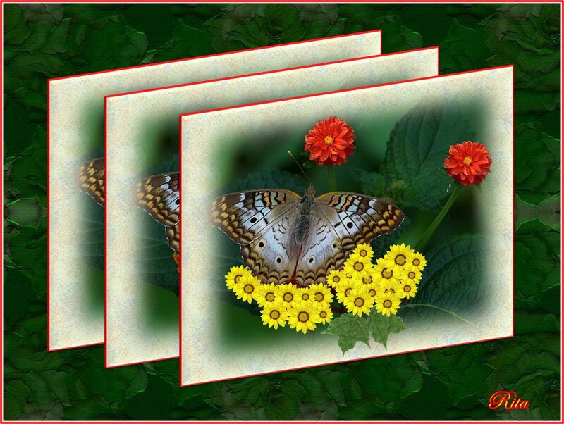 Butterfly on Flowers — Green, Serene