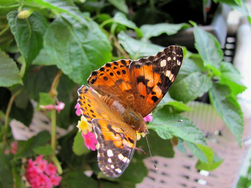 Butterfly on Flowers — Orange, Calm