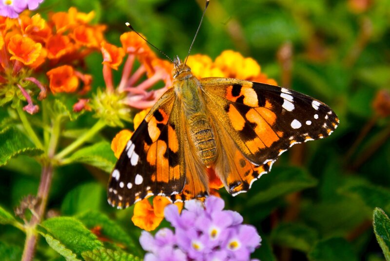 Butterfly on Flowers — Orange
