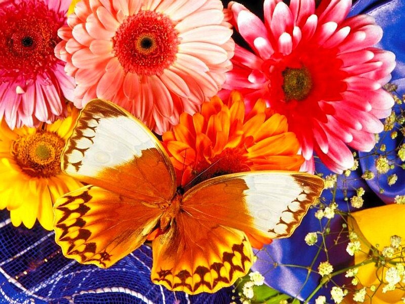 Butterfly on Flowers — Orange, Vibrant