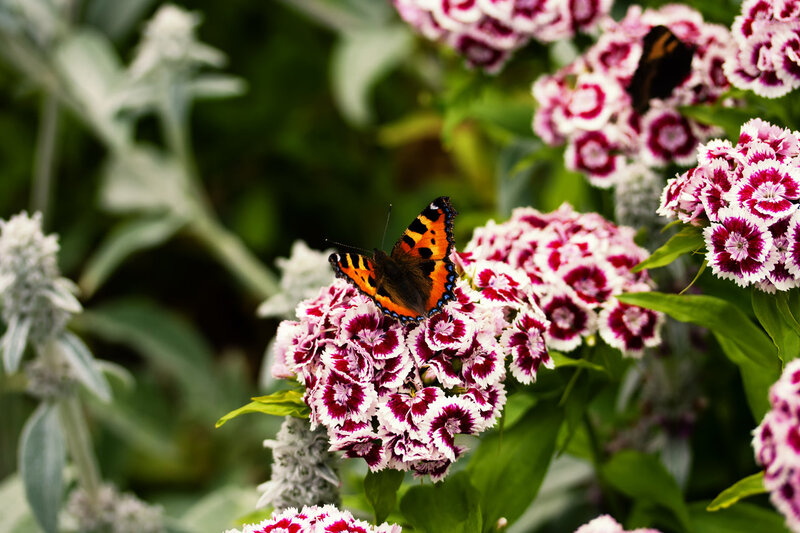 Butterfly on Flowers — Pink, Calm, Afternoon, Photograph