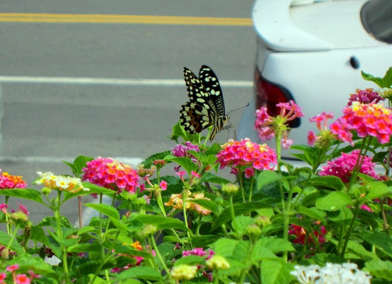 Butterfly on Flowers — Pink, Calm, Afternoon