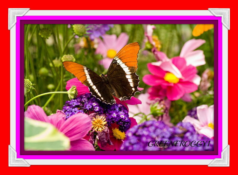 Butterfly on Flowers — Pink, Calm, Summer