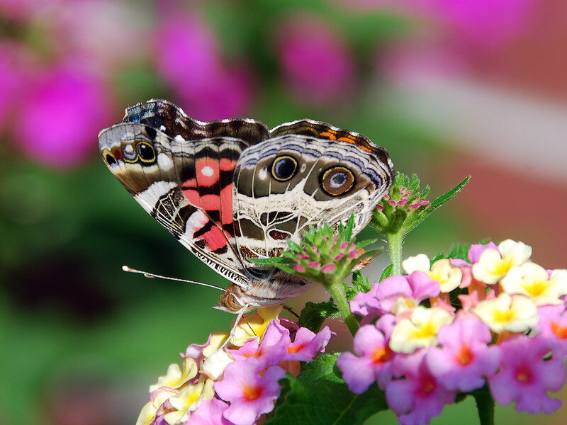 Butterfly on Flowers — Pink, Calm