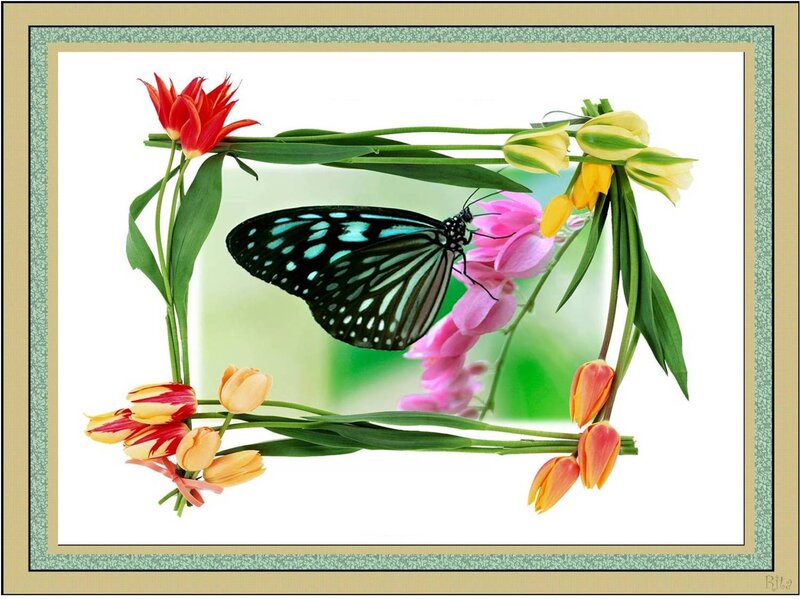 Butterfly on Flowers — Pink, Serene, Spring