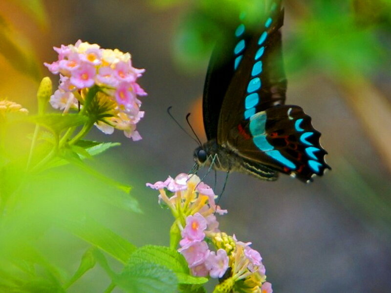 Butterfly on Flowers — Pink, Serene