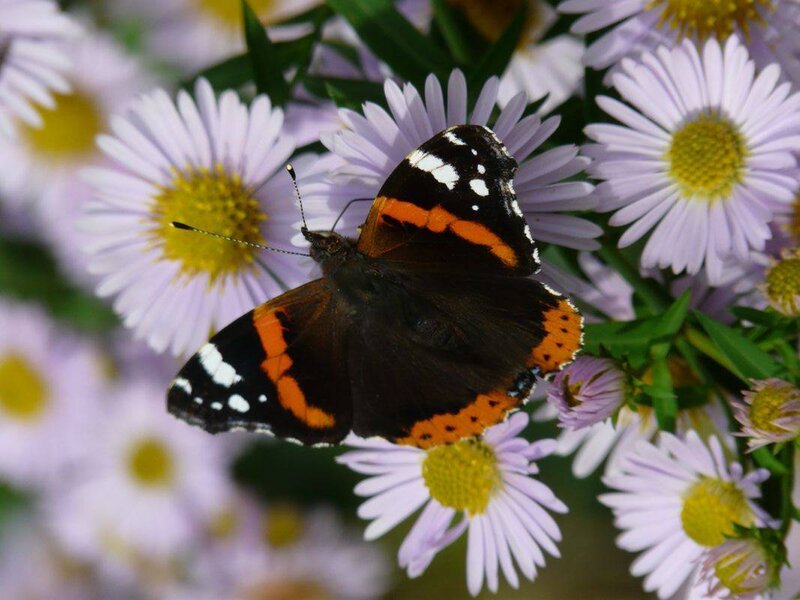 Butterfly on Flowers — Purple, Calm, Summer