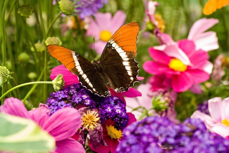 Butterfly on Flowers — Purple, Calm