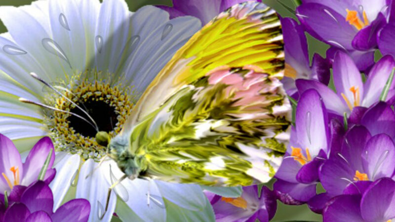 Butterfly on Flowers — Purple, Serene, Spring