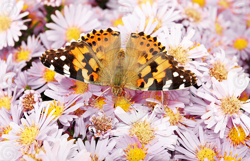 Butterfly on Flowers — Purple