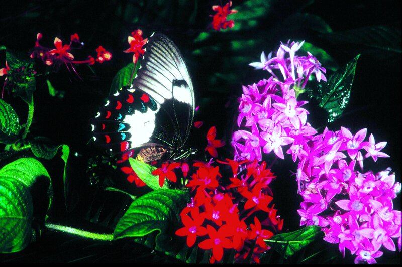 Butterfly on Flowers — Purple, Vibrant