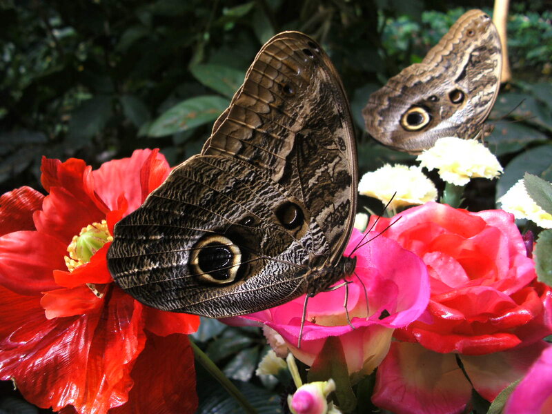 Butterfly on Flowers — Red, Natural