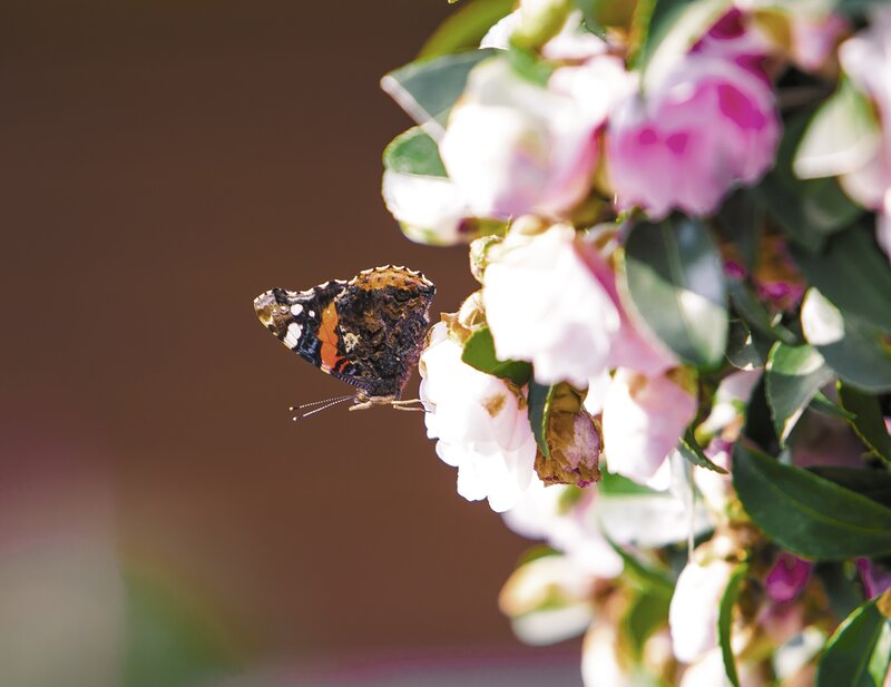 Butterfly on Flowers — White, Serene