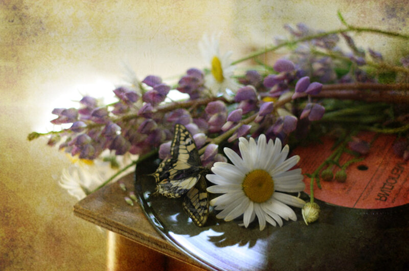 Butterfly on Flowers — White