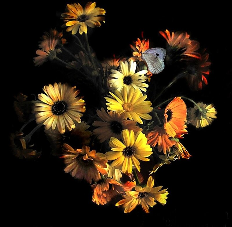 Butterfly on Flowers — Yellow, Dramatic