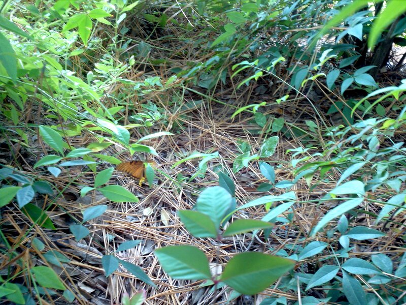 Butterfly on Forest Floor — Green