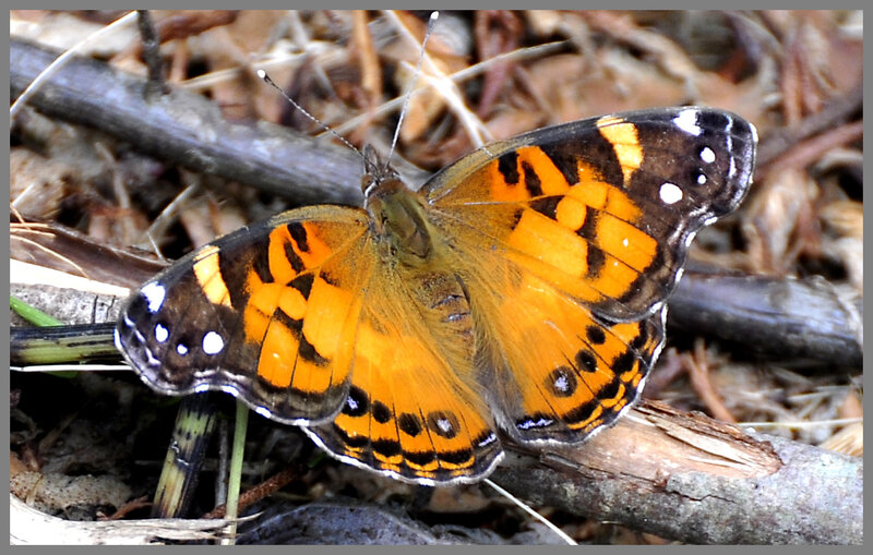 Butterfly on Forest Floor — Orange
