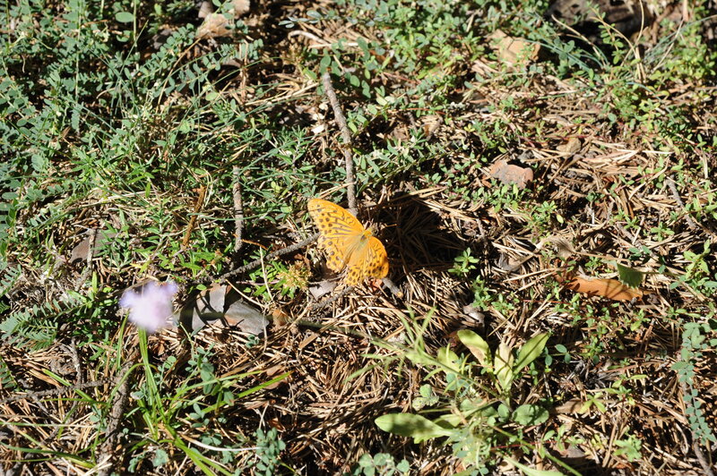 Butterfly on forest floor