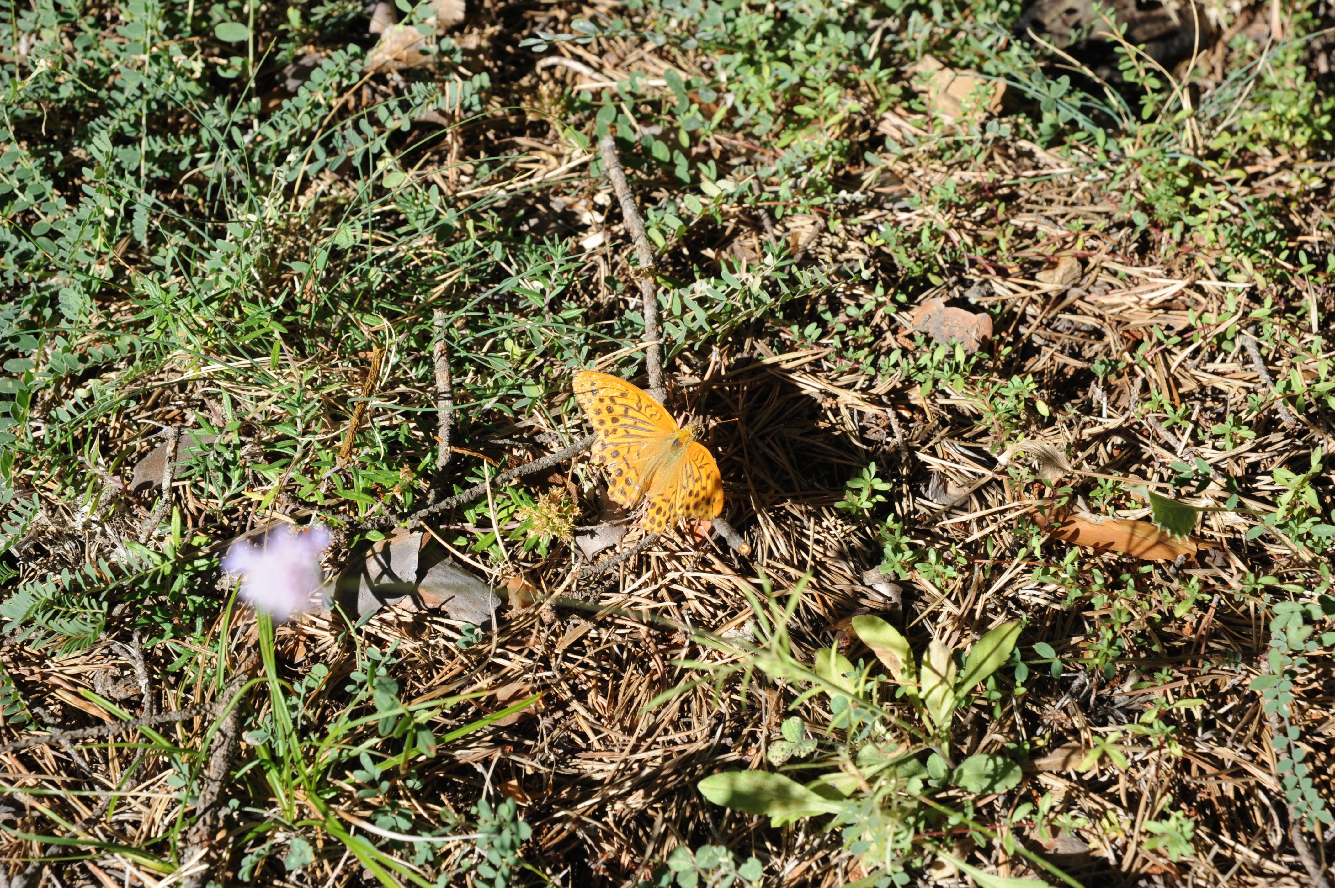 Butterfly on forest floor