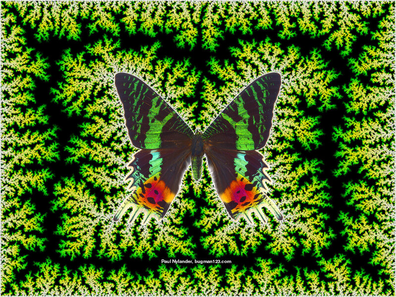 Butterfly on fractal background