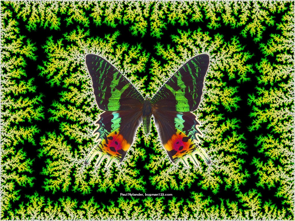 Butterfly on fractal background