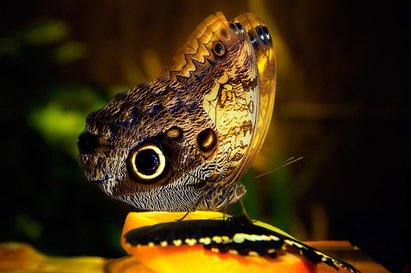 Butterfly on Fruit — Brown