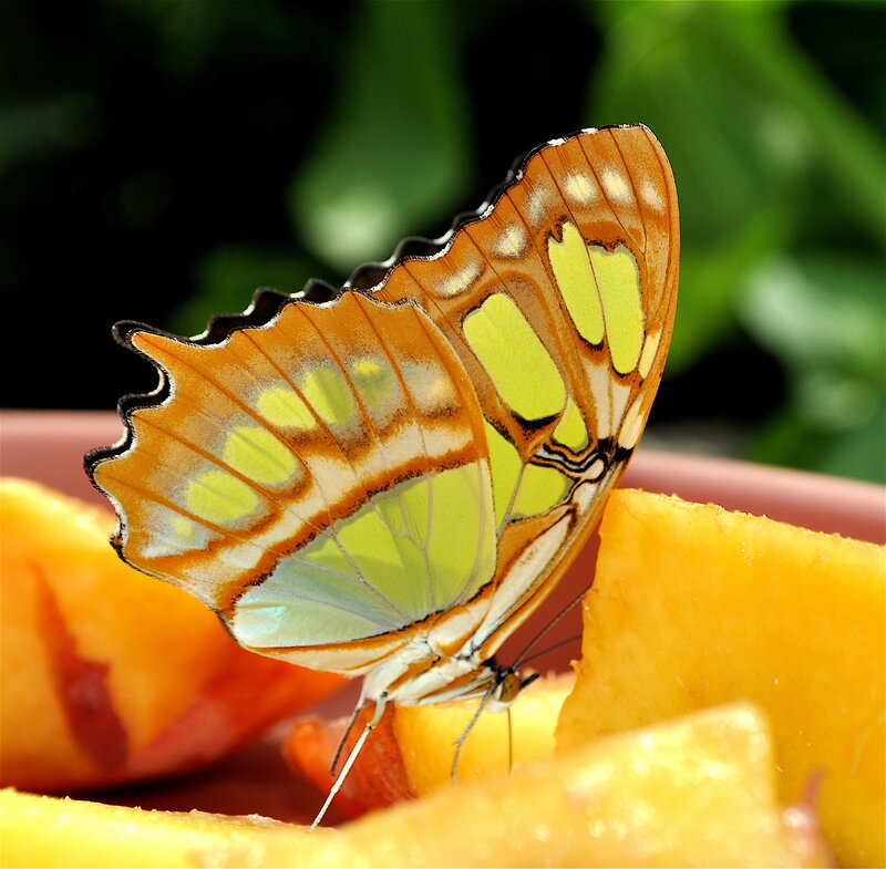 Butterfly on Fruit — Orange
