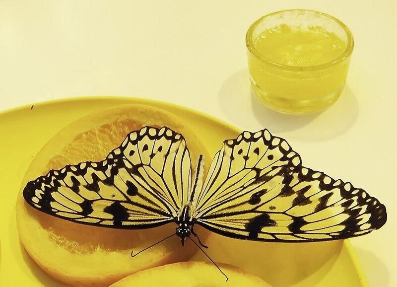 butterfly on fruit plate