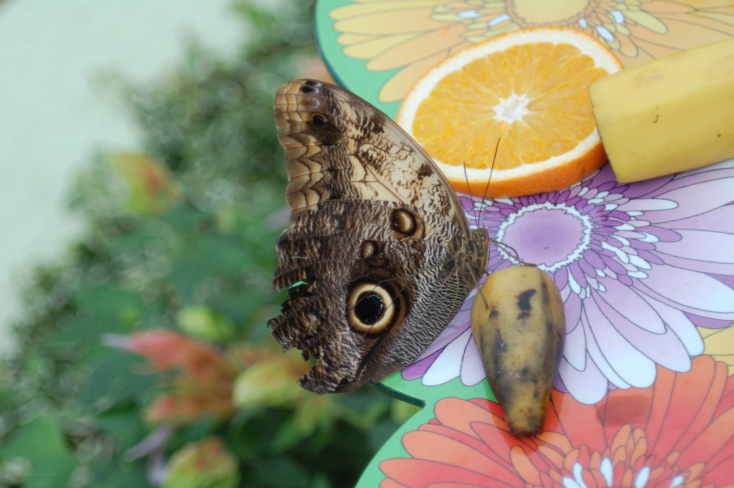 Butterfly on fruit plate