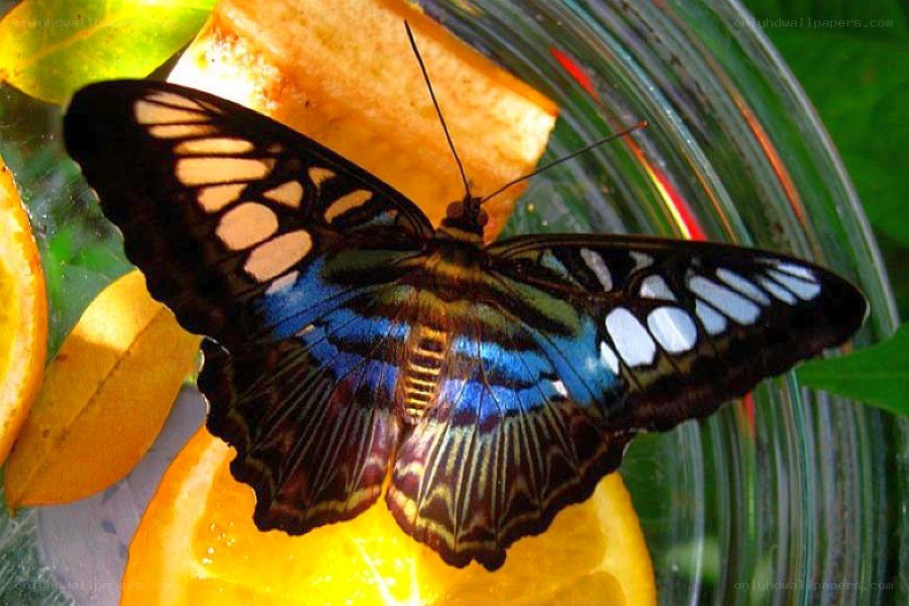 Butterfly on fruit slices