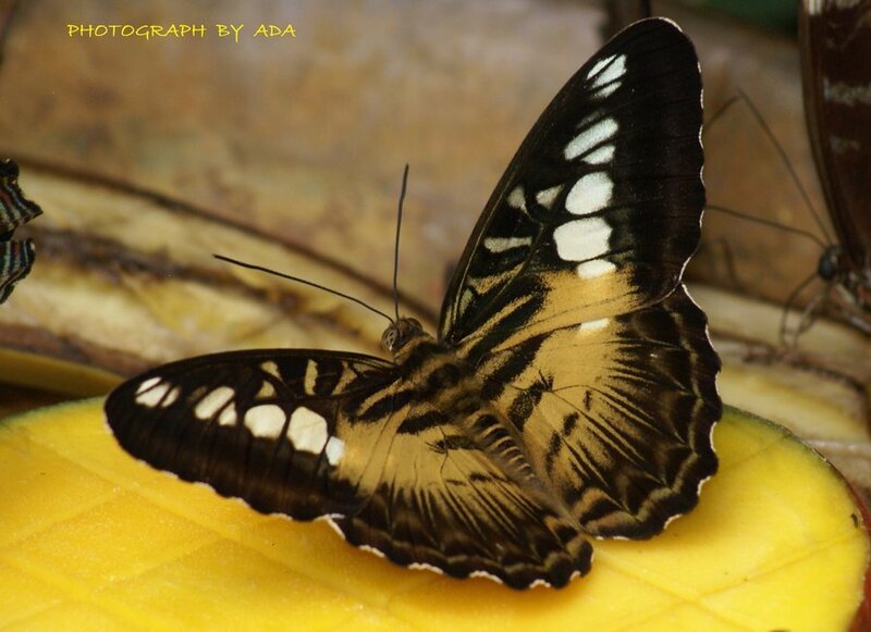 Butterfly on Fruit