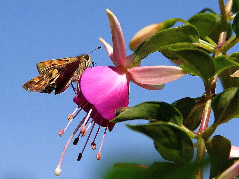 Butterfly on Fuchsia Flower