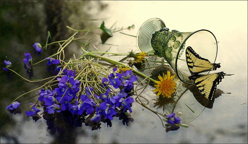 Butterfly on Glass Cup