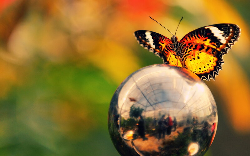 Butterfly on Glass Sphere — Yellow