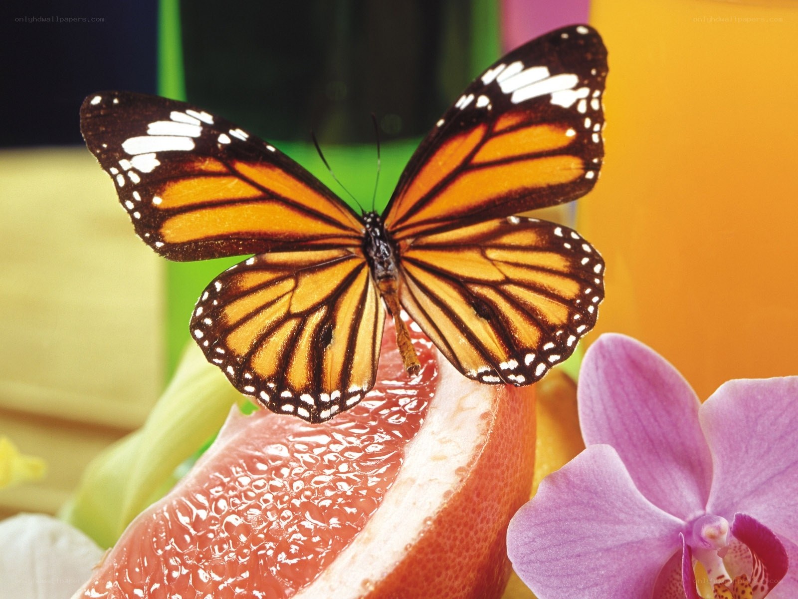 butterfly on grapefruit slice