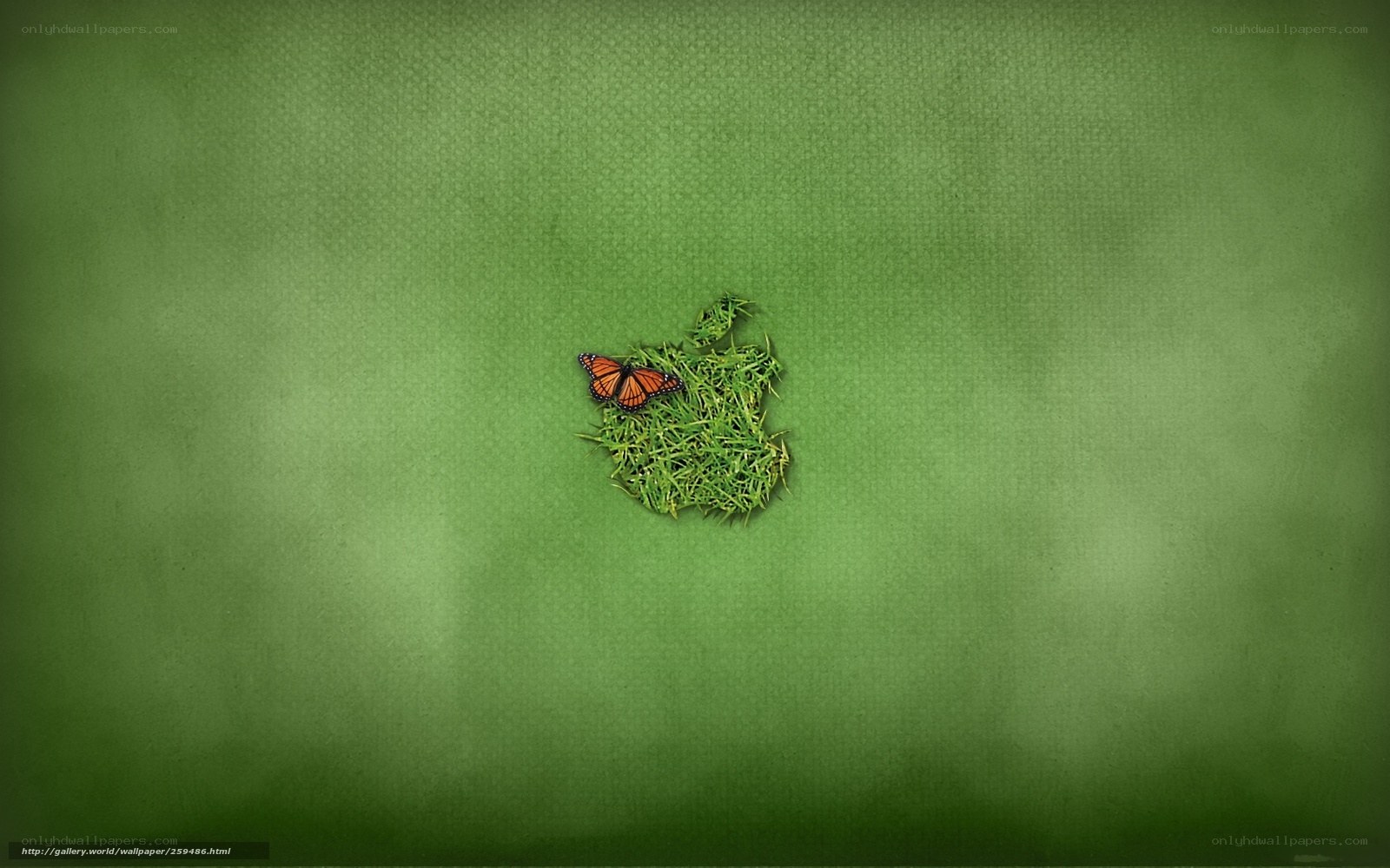 butterfly on grass apple