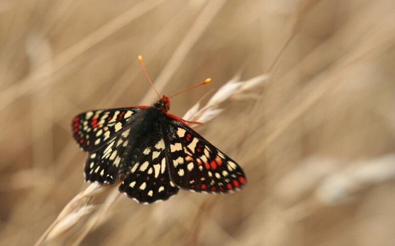 Butterfly on Grass — Black