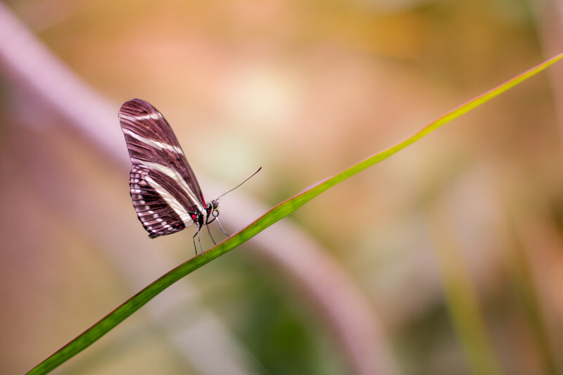 Butterfly on Grass Blade — Green, Serene, Afternoon