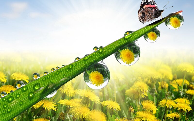Butterfly on Grass Blade — Green, Serene, Morning, Photograph, Dandelions