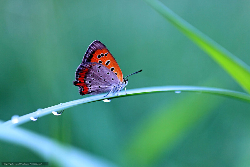 Butterfly on Grass Blade — Green, Serene, Morning, Photograph, Droplets